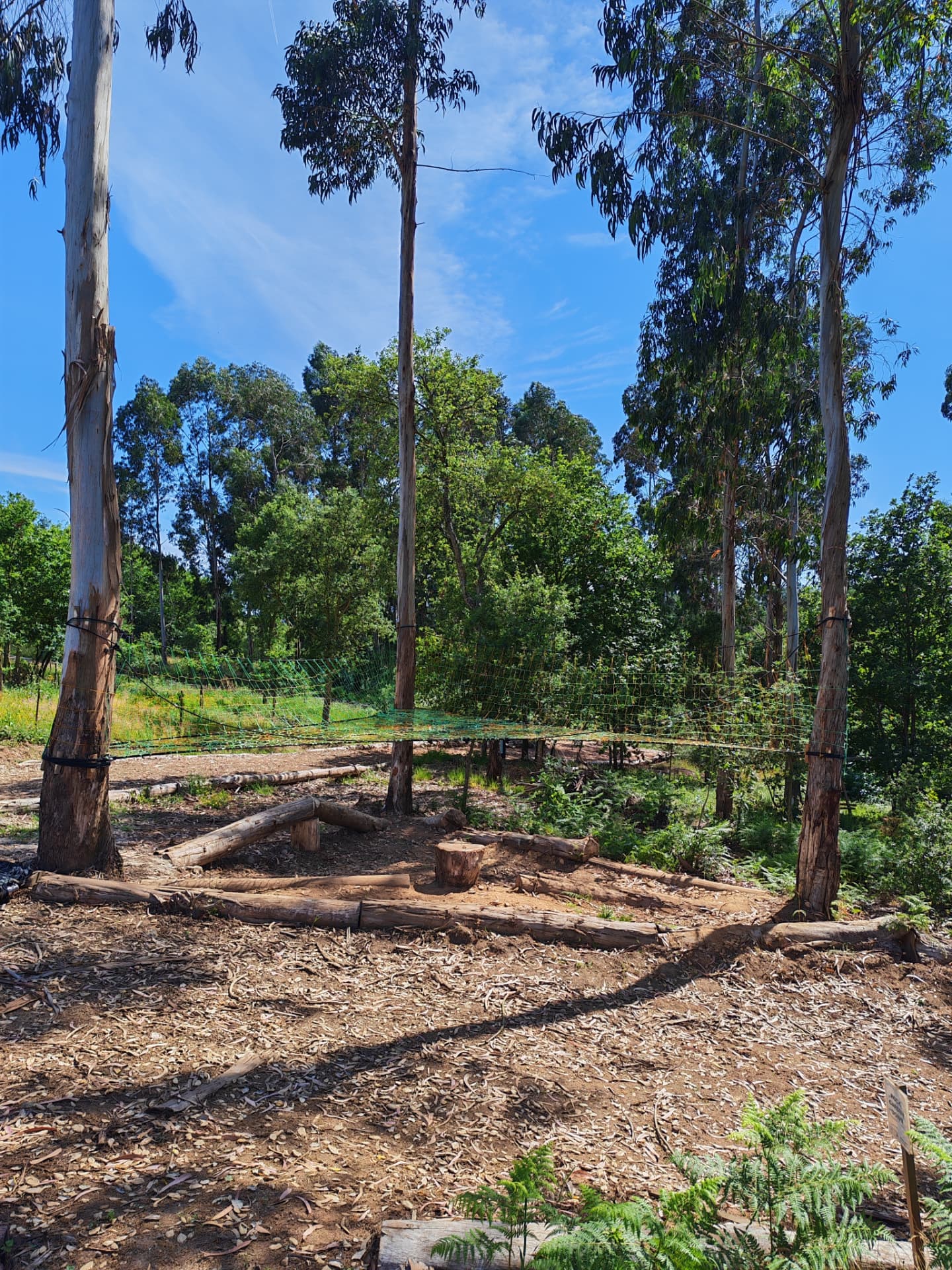 Wide sunny view of the Portugal TreeNet installation between tall eucalyptus trees