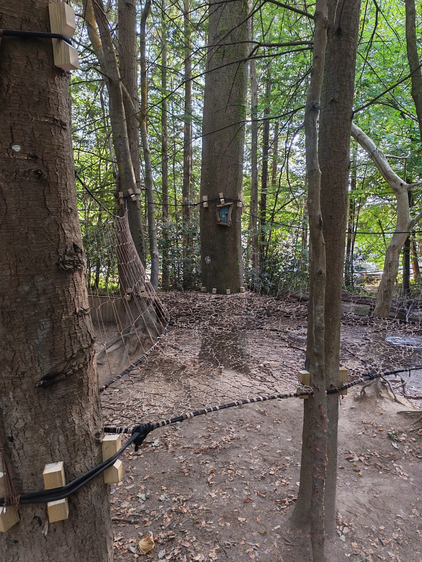 Wide view of the Charlestown TreeNet spanning a woodland clearing with tree-friendly timber fixings