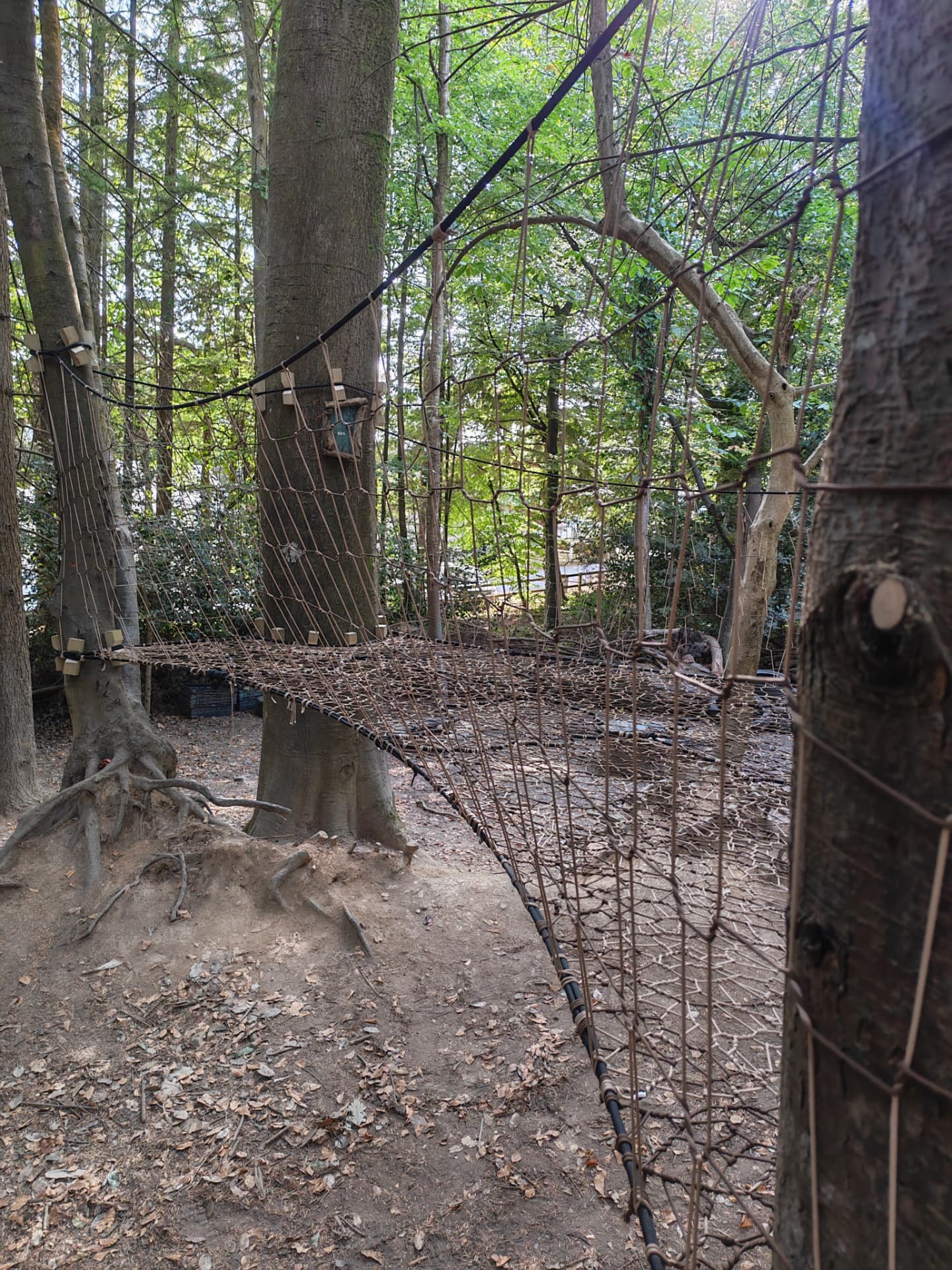 Side view of the Charlestown TreeNet showing the woven canopy net and sloping climbing panel between beech trees