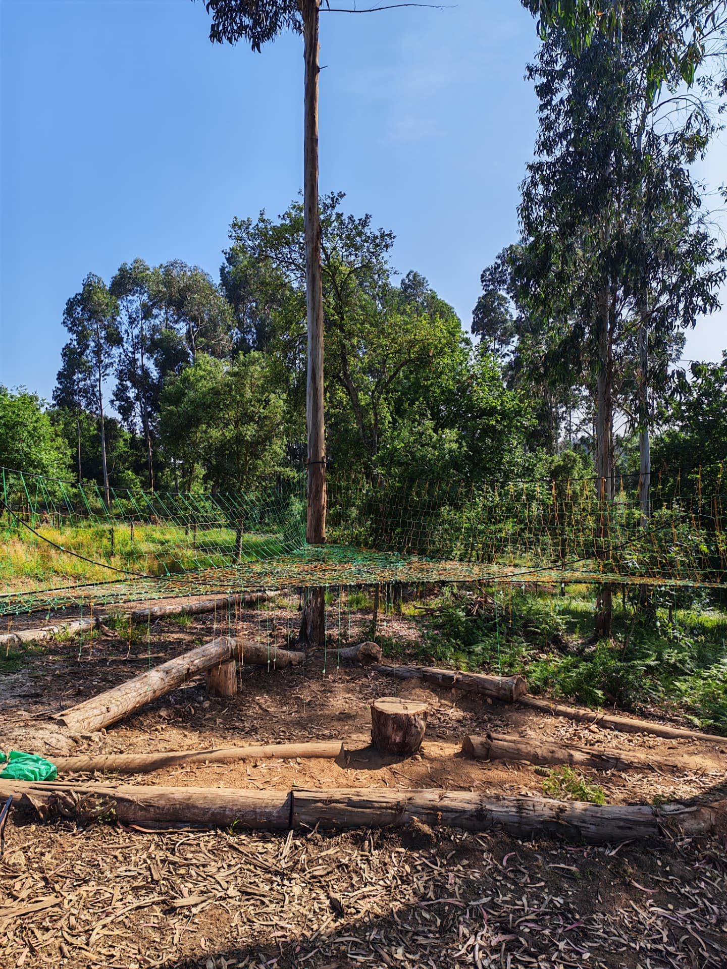 The Portugal TreeNet seen from the clearing with log seating and stump features below